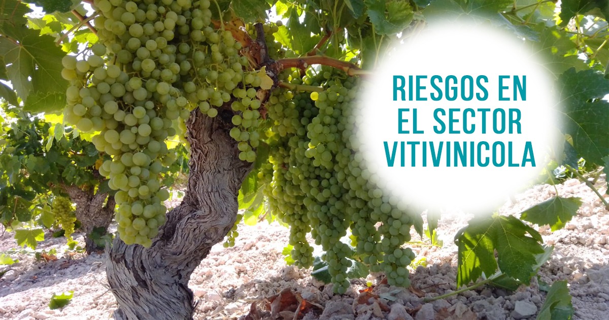 Prevención de riesgos laborales en el sector vitivinícola