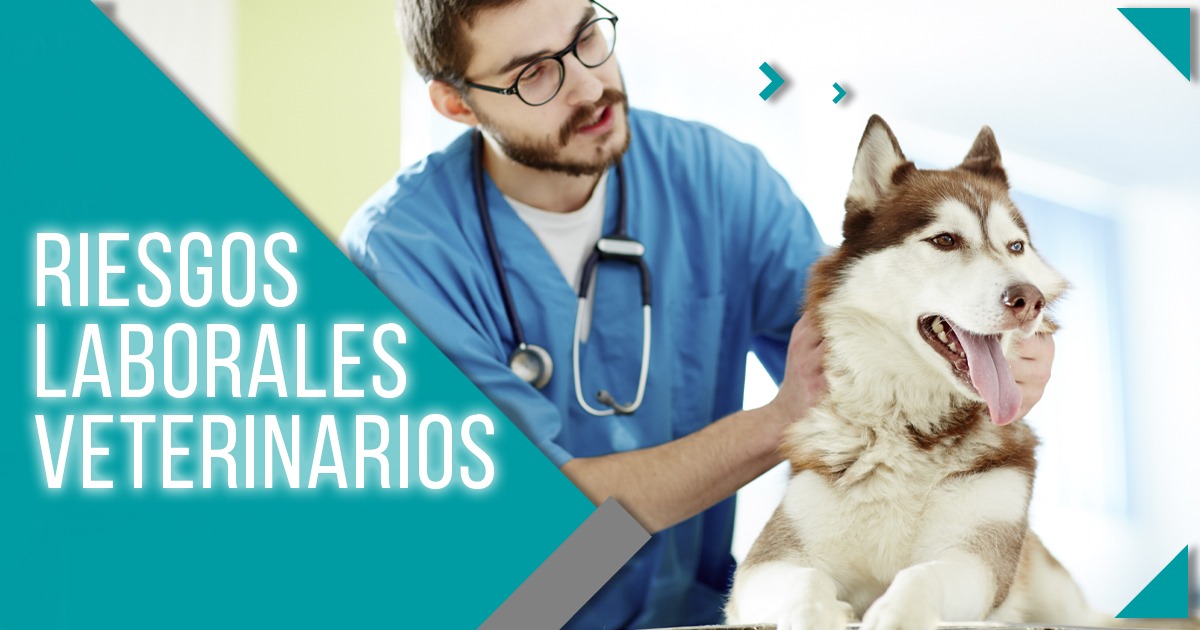 Riesgos laborales veterinarios: una profesión para unos pocos