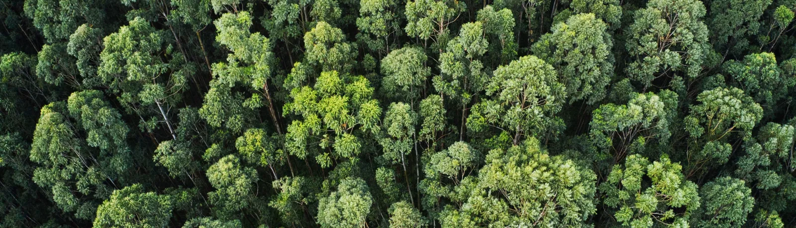Bosque visto desde el aire, imagen del compromiso medioambiental de Prolaboral